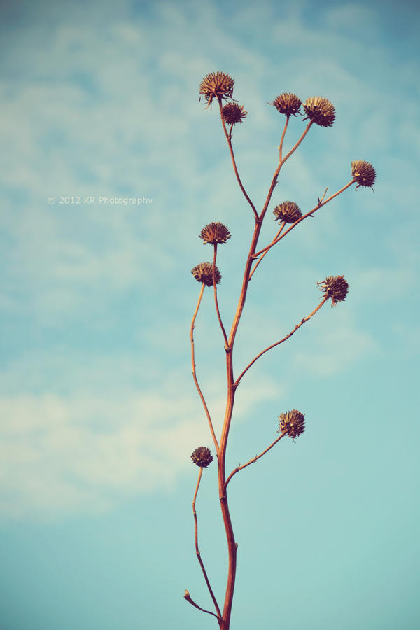 _reach for the sky