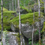 Boulders and Moss