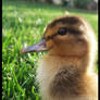 Mallard Duckling 2