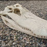American Alligator Skull