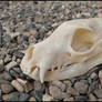 Aardwolf Skull