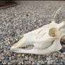 Whitetail Buck Skull
