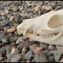 Bat-eared Fox Skull