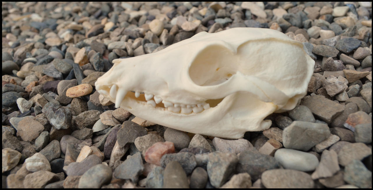 Bat-eared Fox Skull