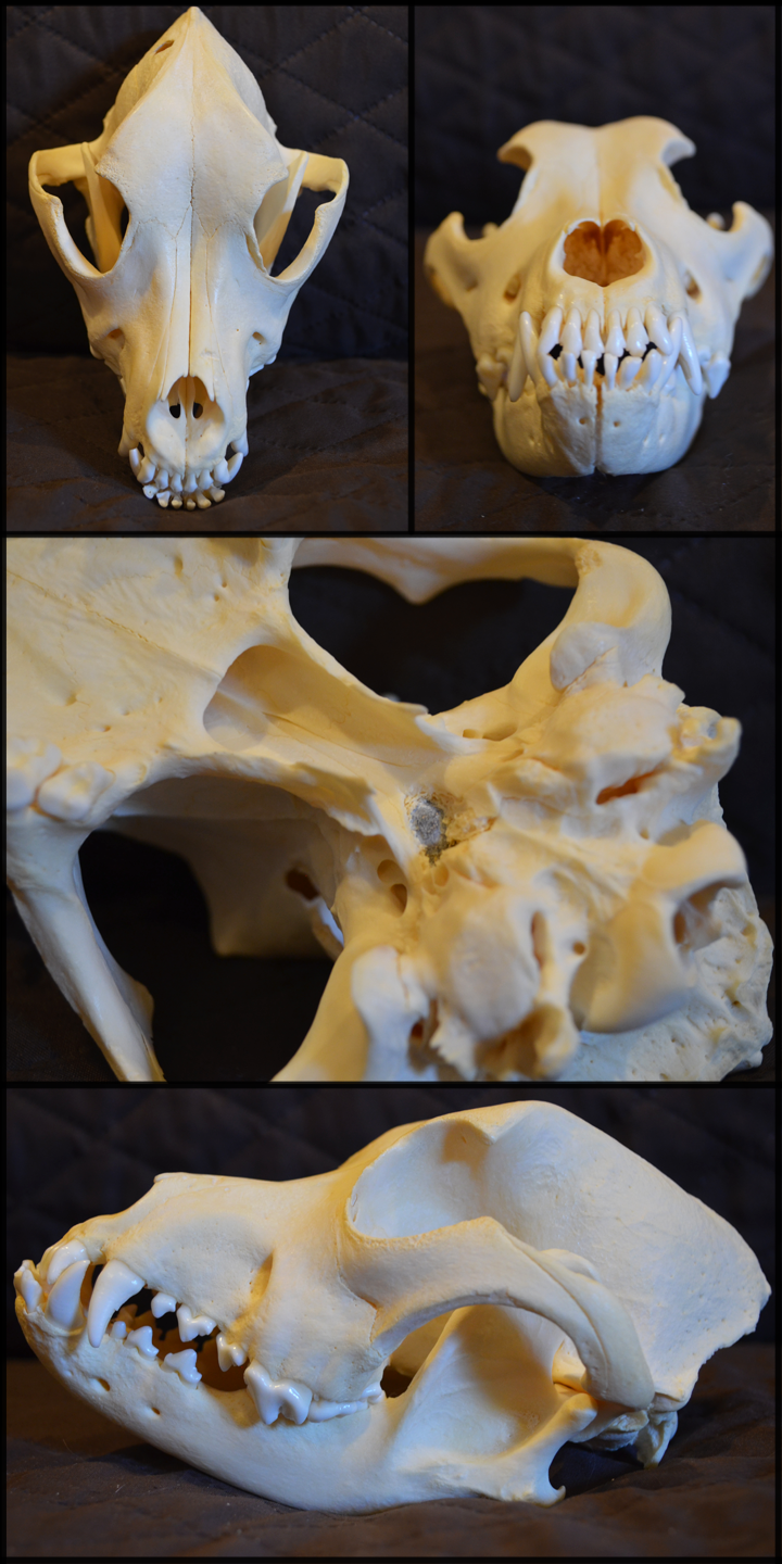 Pitbull skull top