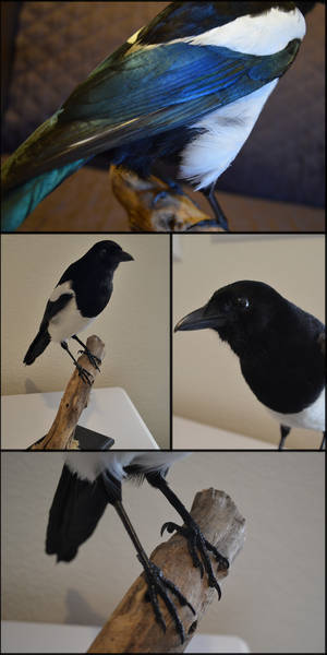 Eurasion Magpie Taxidermy