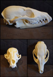 Grey Fox Skull