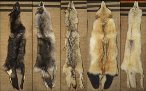 Wolf Pelt Color Chart