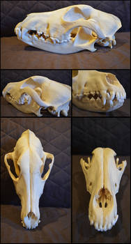 Domestic Dog Skull - Wolf mix #2