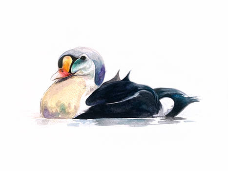 King Eider watercolor