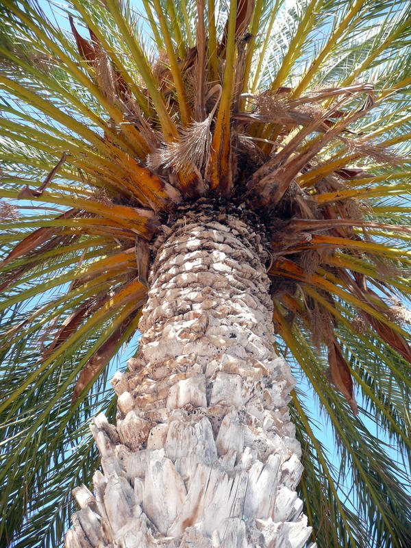 Arbre Racket Arbre 4 by auraoupa on DeviantArt