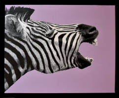 Zebra stencil