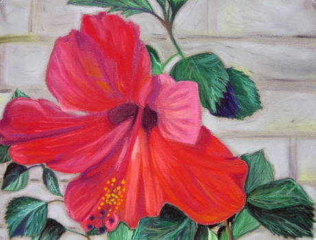 Hibiscus Flower