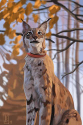 Eurasian Lynx study