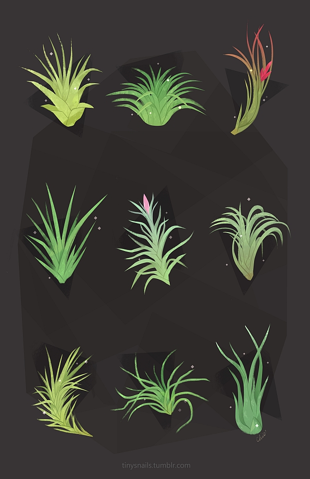 air plants