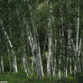 A Grove of White Birch Trees