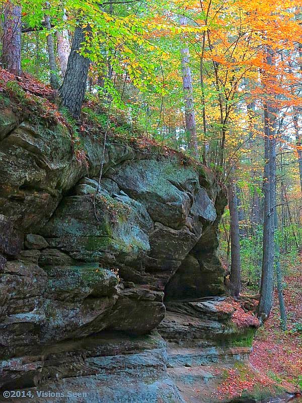 Trees on Rock Lip