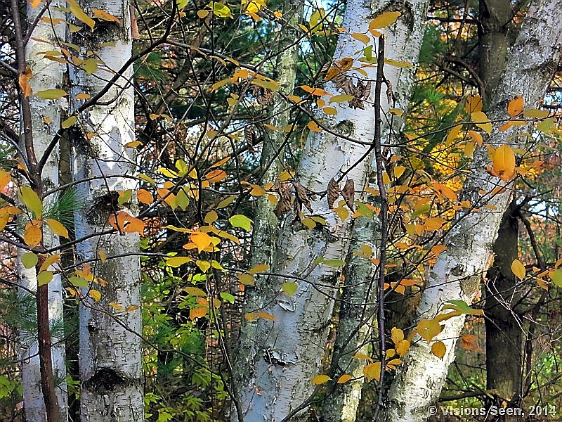 White Birch with Fall Leaves