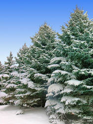 Blue spruce grove in winter--3795