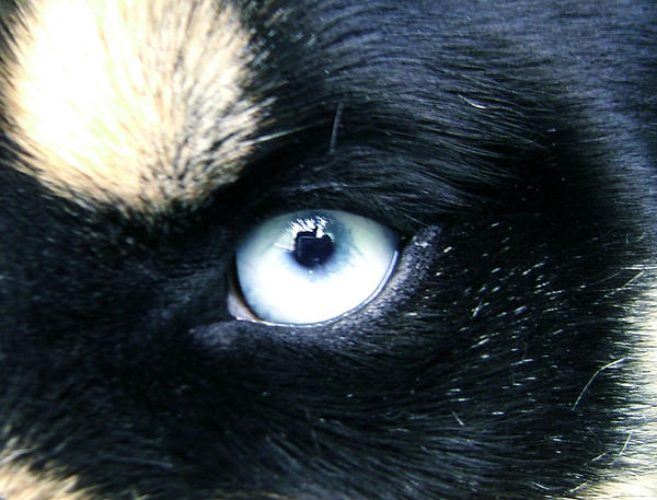 in the eye of the dog