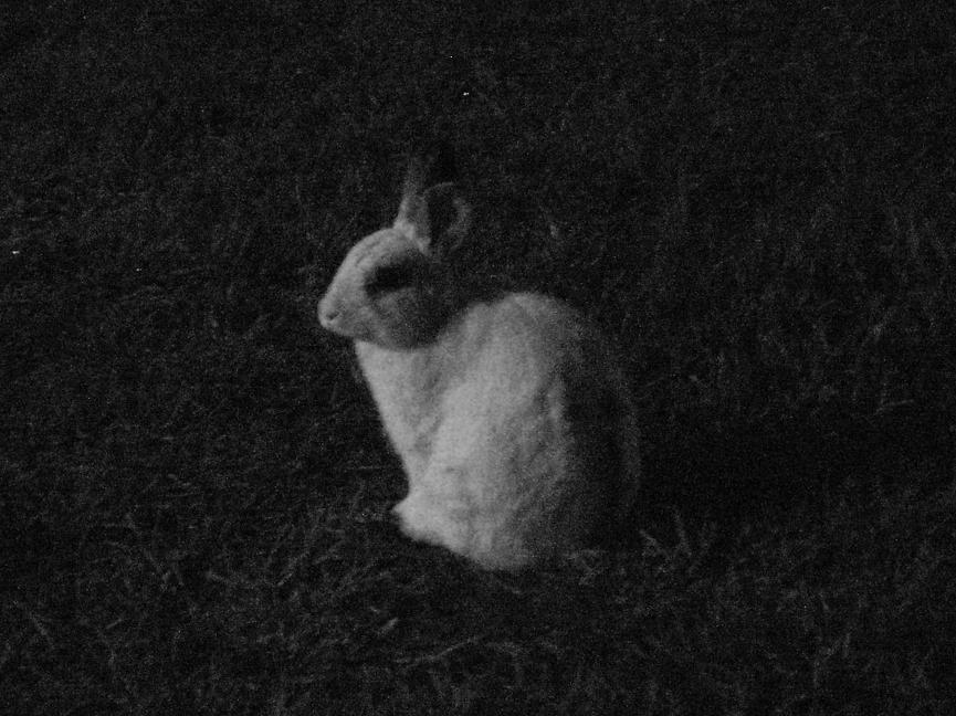 the bunny