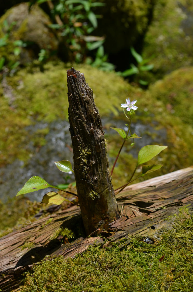 Little White Flower