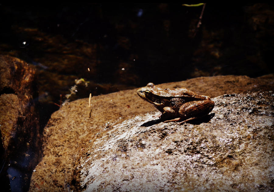 Sun Toad by emmasea on DeviantArt