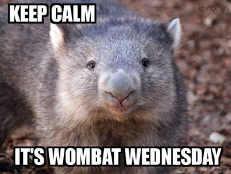 Wombat Wednesday