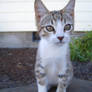 Jasper the Kitten