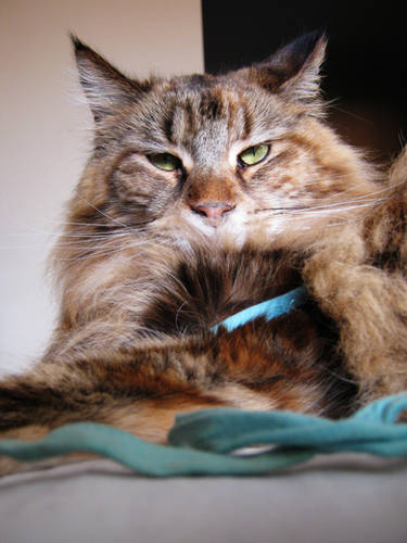This ribbon is mine.