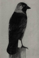 Corvus monedula by Noire-Ighaan