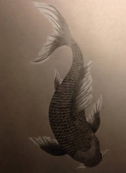 Black Koi