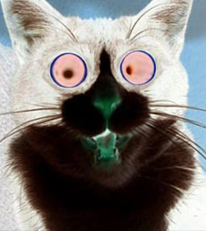 Interposed Cat Inverted Kitty by OmniSentinel on DeviantArt