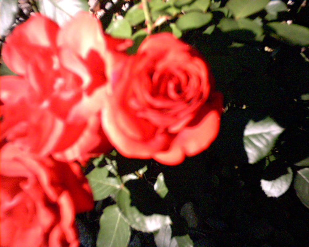 Surreal Roses by OmniSentinel on DeviantArt