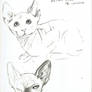 Hairless Cat Doodles