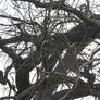 Winter Branches III