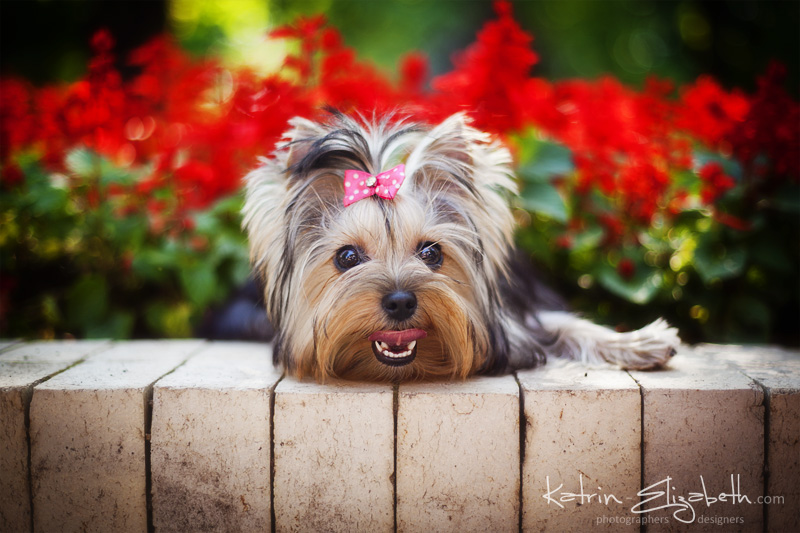 Yorkshire Terrier