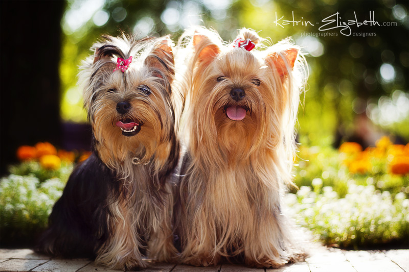 Yorkshire Terrier 4