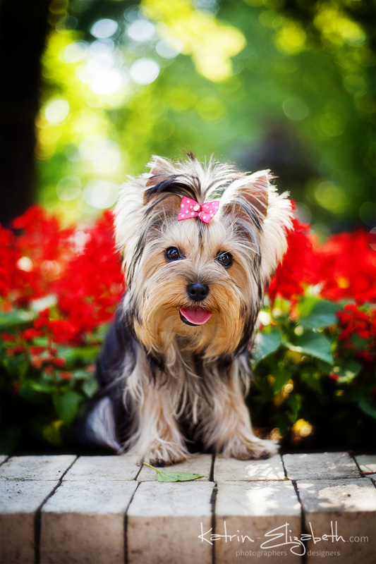 Yorkshire Terrier 6