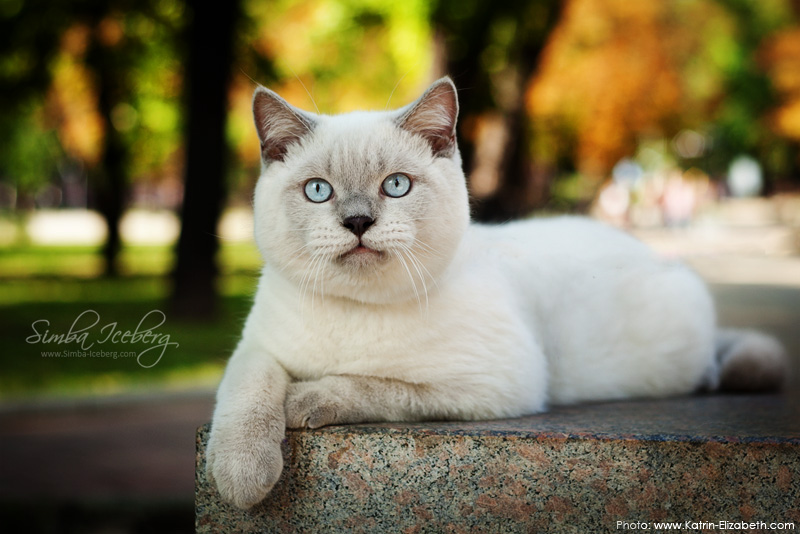Mini King... by Katrin-Elizabeth