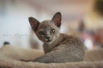 Little Burmese by Katrin-Elizabeth