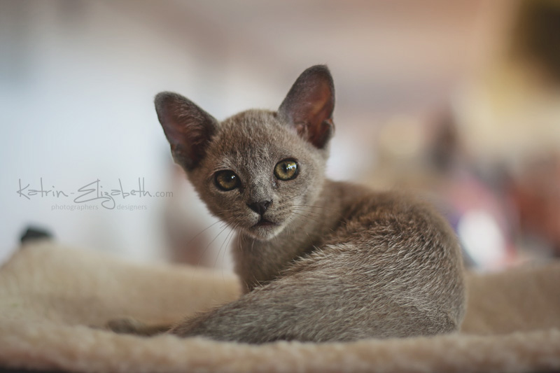 Little Burmese