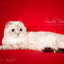 Paula - scottish fold chocolate silver lynx point 