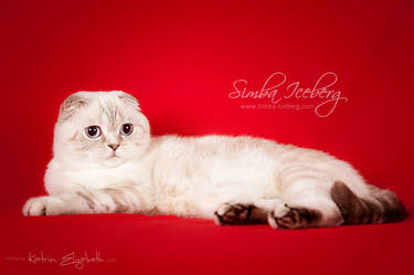 Paula - scottish fold chocolate silver lynx point 