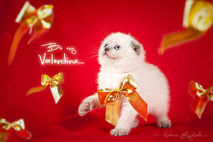 Be my Valentine!