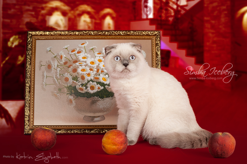 Cat and interior by Katrin-Elizabeth