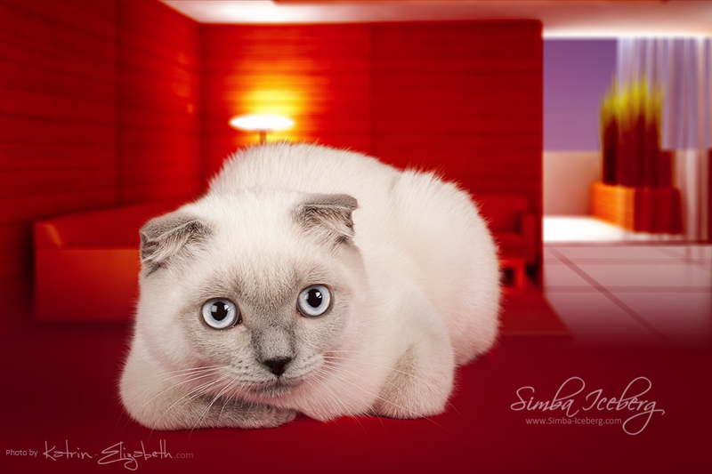 Cat and interior #2 by Katrin-Elizabeth