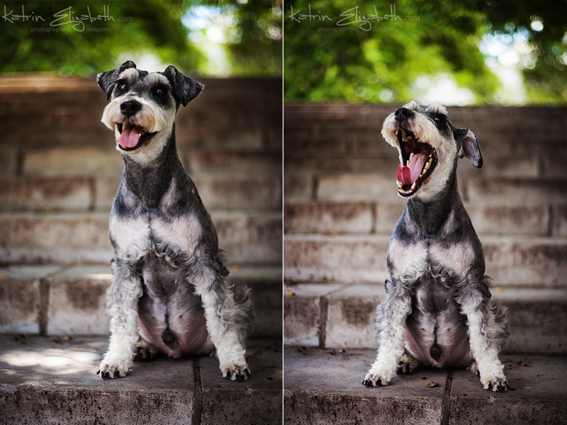 Zwergschnauzer #7 by Katrin-Elizabeth