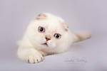 Diana of Simba Iceberg by Katrin-Elizabeth