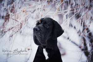 Deutsche Dogge